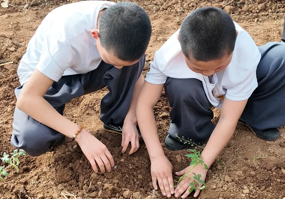 少林中武学生体验种菜