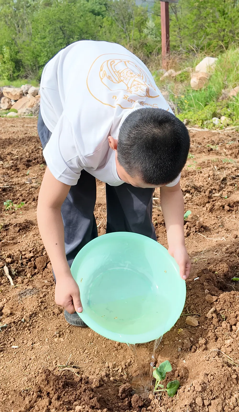 少林中武学生体验种菜